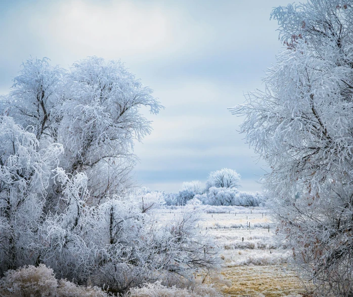 a field filled with lots of snow covered trees, a photo, inspired by Arthur Burdett Frost, pexels contest winner, silver，ivory, prairie, thumbnail, view