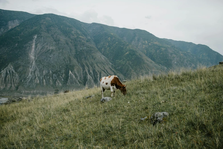 a brown and white cow standing on top of a grass covered hillside, by Muggur, unsplash contest winner, 000 — википедия, goat body, spotted, snacks