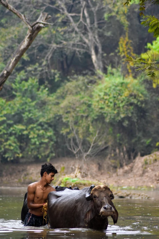 a man standing in a river with a water buffalo, slide show, aketan, mountainous jungle setting, breakfast