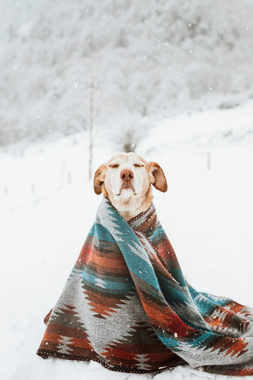 a dog wrapped up in a blanket in the snow, trending on pexels, patterned clothing, brown and cyan color scheme, gif, adventure