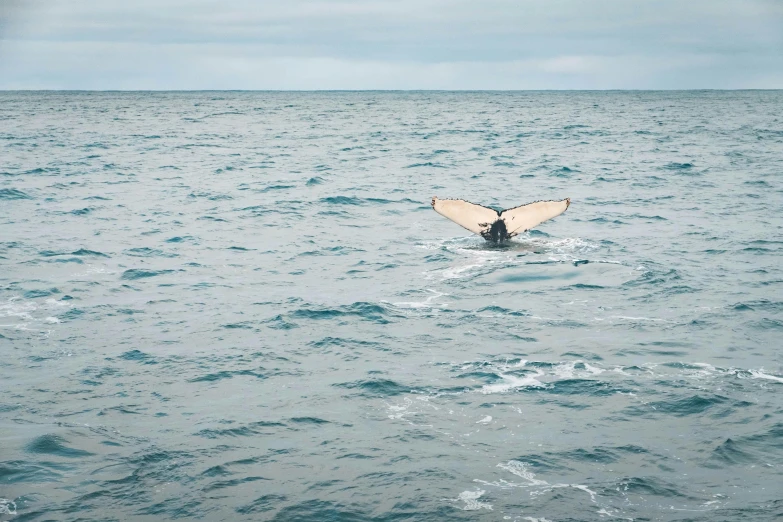 a whale tail sticking out of the water, by Liza Donnelly, unsplash contest winner, hurufiyya, hammershøi, sea king, flattened, paul davey