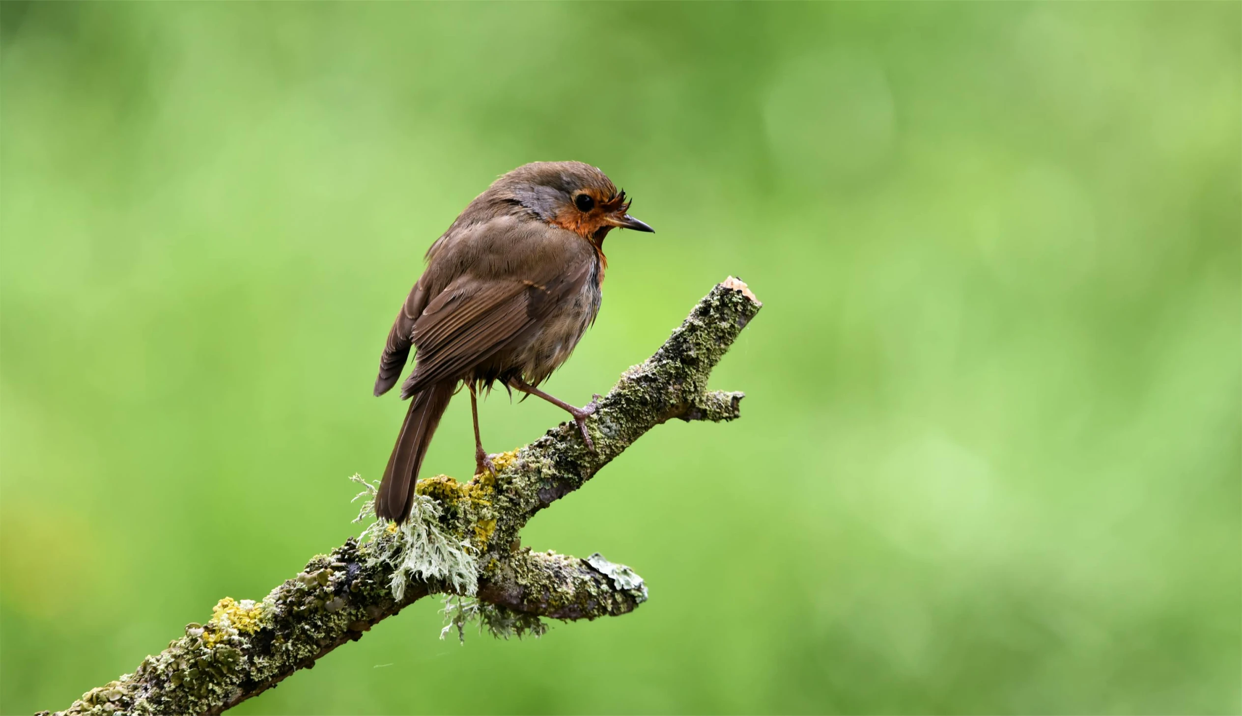 a small bird sitting on top of a tree branch, by Peter Churcher, pexels contest winner, renaissance, in a rainy environment, 🦩🪐🐞👩🏻🦳, robin eley, young female
