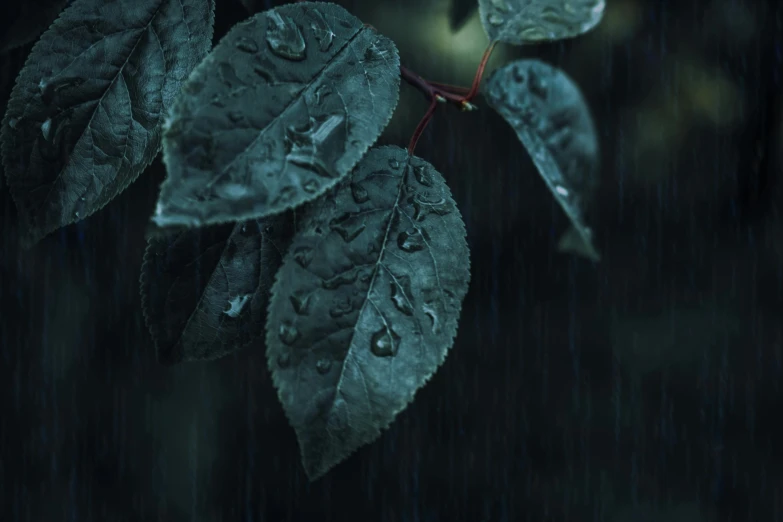 a green apple sitting on top of a leaf covered tree, an album cover, inspired by Elsa Bleda, trending on pexels, photorealism, torrential rain of blood, weeping tears of black oil, rain sensor, teal aesthetic