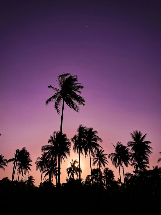 palm trees are silhouetted against a purple sky, pexels contest winner, coconuts, ((purple)), multiple stories, conde nast traveler photo