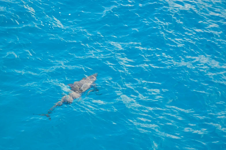 a shark swimming in a large body of water, a high angle shot, thumbnail, dolphins swimming, great barrier reef