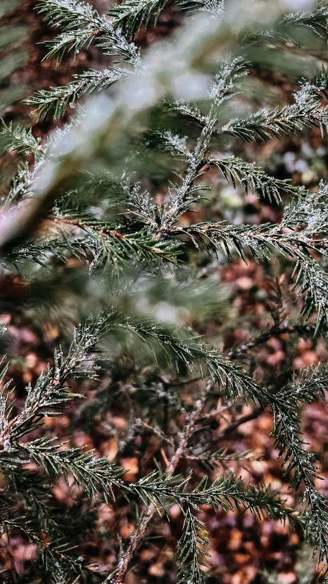 a bird sitting on top of a tree branch, an album cover, inspired by Elsa Bleda, pexels, hurufiyya, psychedelic lush pine forest, sparse detail, christmas tree, full frame image