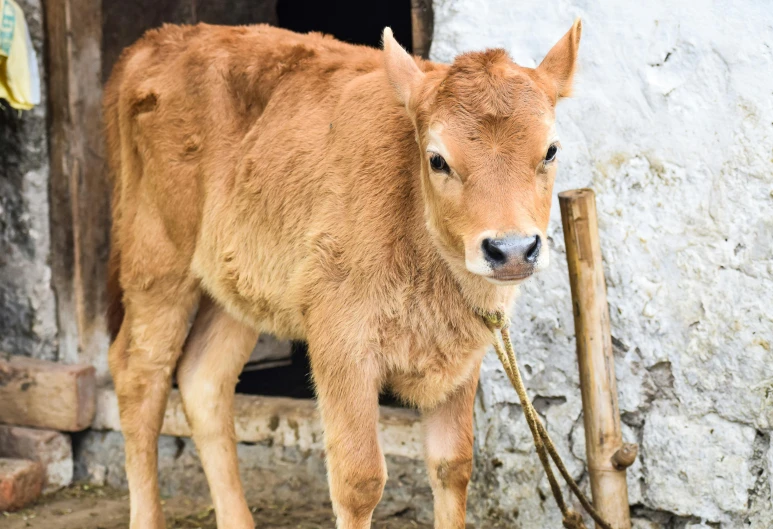 a brown calf standing in front of a door, a picture, unsplash, assamese, adoptables, young female, hybrid animal