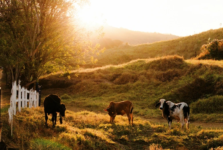 a herd of cows standing on top of a grass covered field, sun setting, permaculture, conde nast traveler photo, profile image