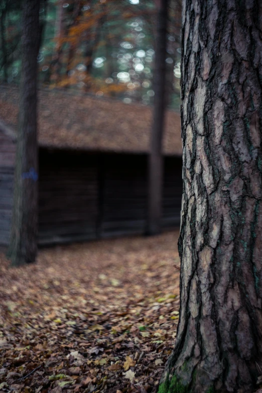 a fire hydrant sitting next to a tree in a forest, inspired by Elsa Bleda, unsplash, minimalism, wide shot of a cabin interior, autum, barracks, mouth in the bark