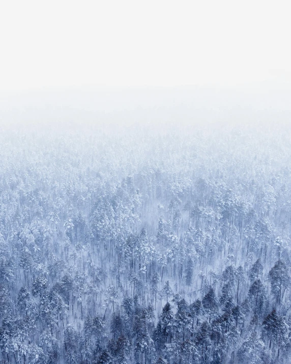 a forest filled with lots of trees covered in snow, an album cover, by Jaakko Mattila, unsplash contest winner, high gradient, up there, white and blue, no people 4k