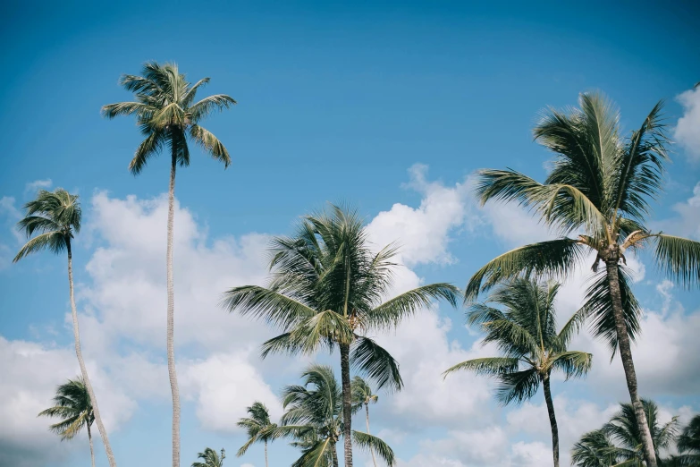 a row of palm trees against a blue sky, pexels contest winner, kauai, multiple stories, thumbnail, light blue sky with clouds