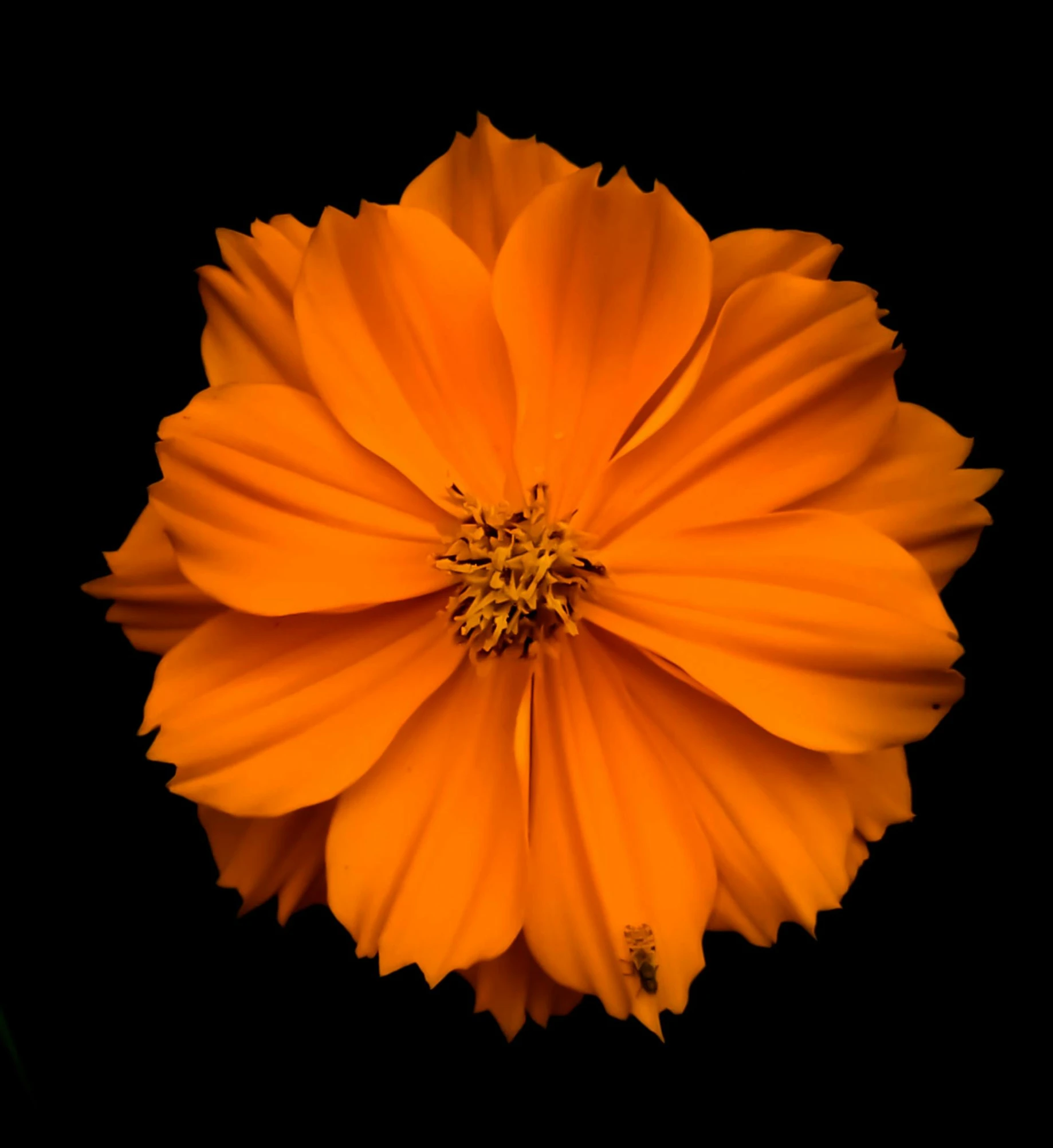 an orange flower on a black background, by Alison Geissler, pexels, miniature cosmos, intricate detailed 8 k, top down view, vibrant.-h 704