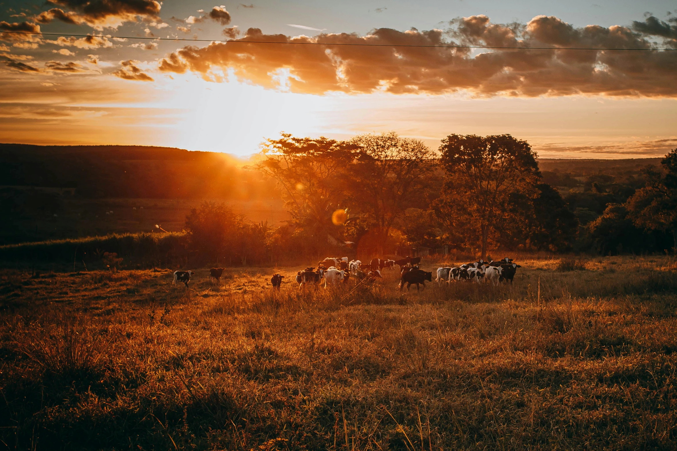 a herd of cattle standing on top of a grass covered field, by Jessie Algie, unsplash contest winner, sunset light, outside in a farm, lush vista, sunset with falling leaves