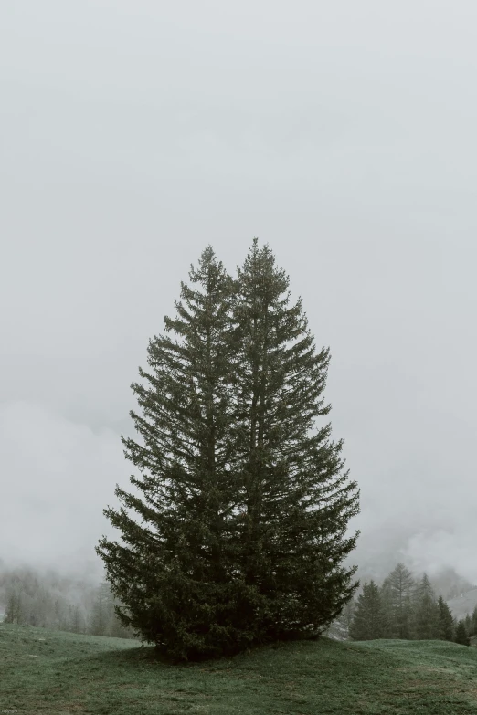 a lone tree sitting on top of a lush green field, unsplash, snowing in the forest, gray sky, low quality photo, black fir