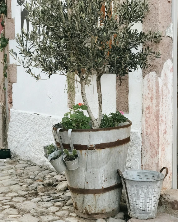 a potted olive tree sitting on the side of a building, product image, rustic and weathered, watertank, white and silver