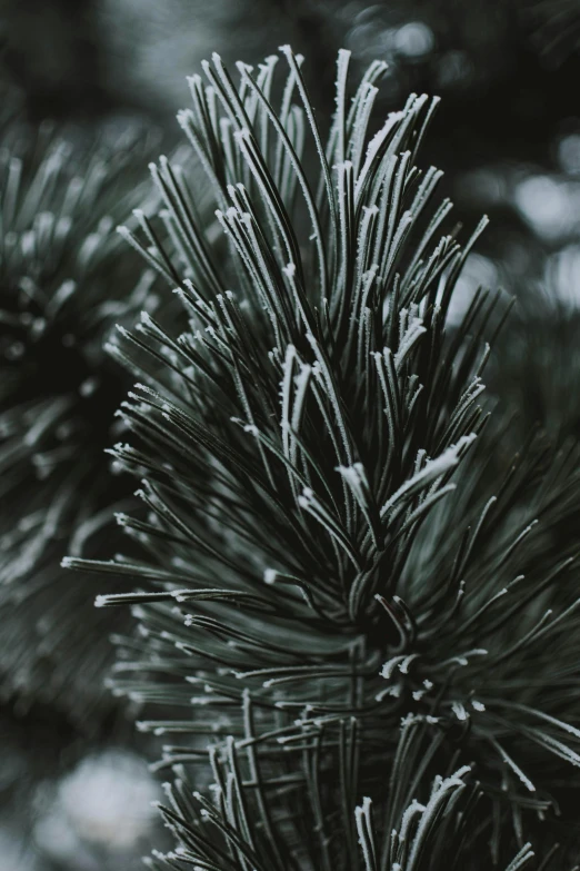 a close up of a pine tree with snow on it, inspired by Arthur Burdett Frost, unsplash, grey, shot from cinematic, a green, sleek spines