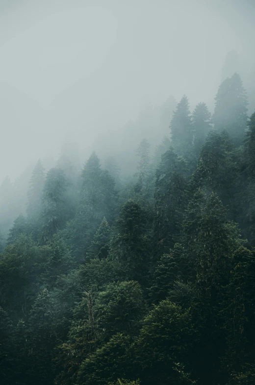 a forest filled with lots of trees covered in fog, inspired by Elsa Bleda, unsplash contest winner, muted green, 4k serene, high angle shot, multiple stories