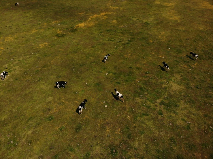 a herd of cattle grazing on a lush green field, by Attila Meszlenyi, unsplash, conceptual art, pbr texture, arma 3 screenshot, game top down view, iray shaders