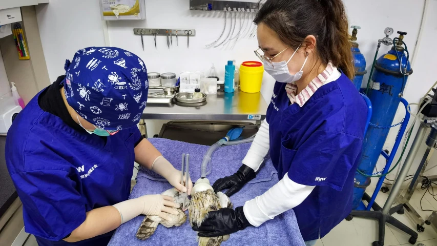 a couple of women standing next to each other in a room, gaping gills and baleen, on an operating table, tawny frogmouth, plating