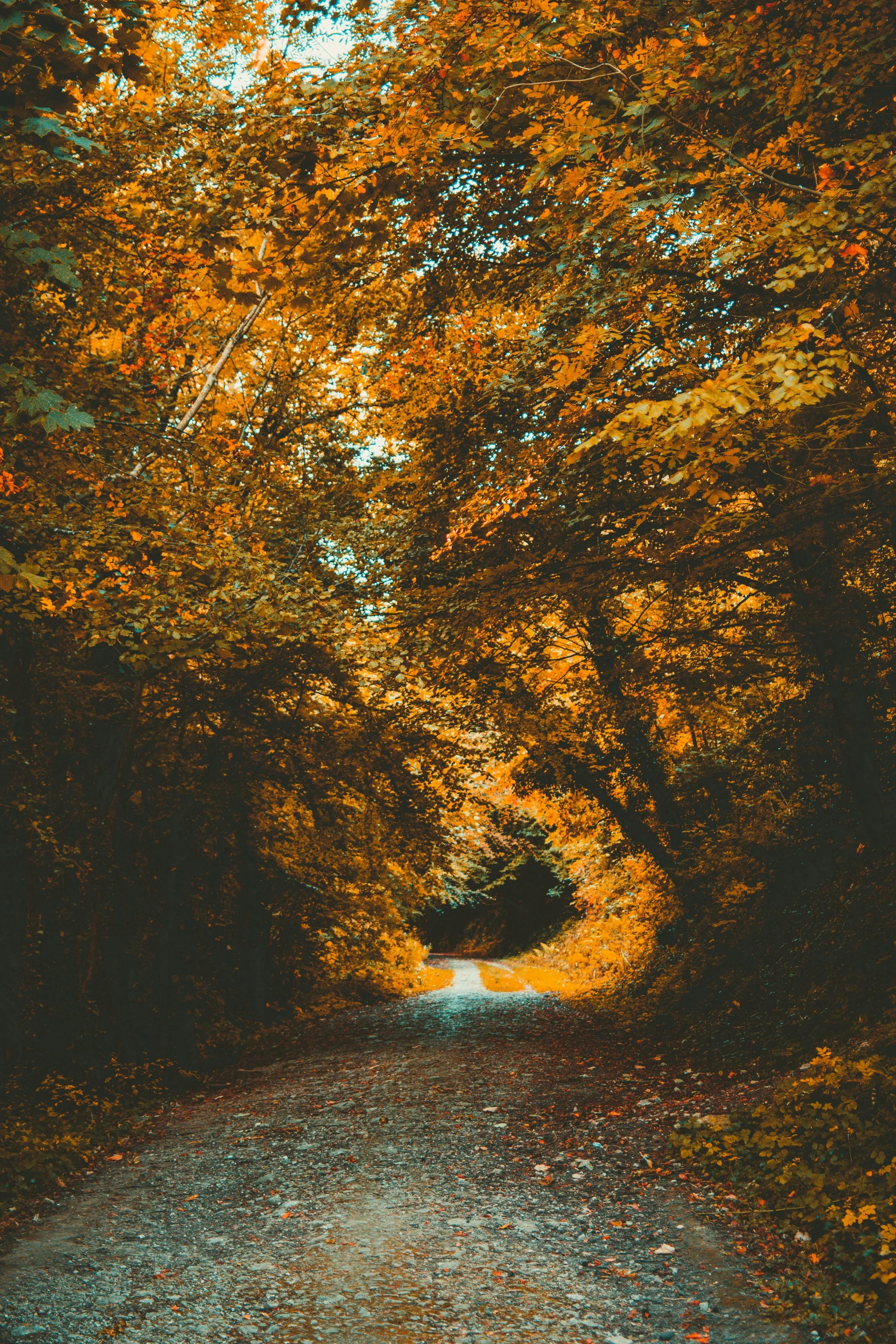 a dirt road in the middle of a forest, an album cover, inspired by Elsa Bleda, unsplash contest winner, renaissance, golden leaves, late summer evening, today\'s featured photograph 4k, multiple stories