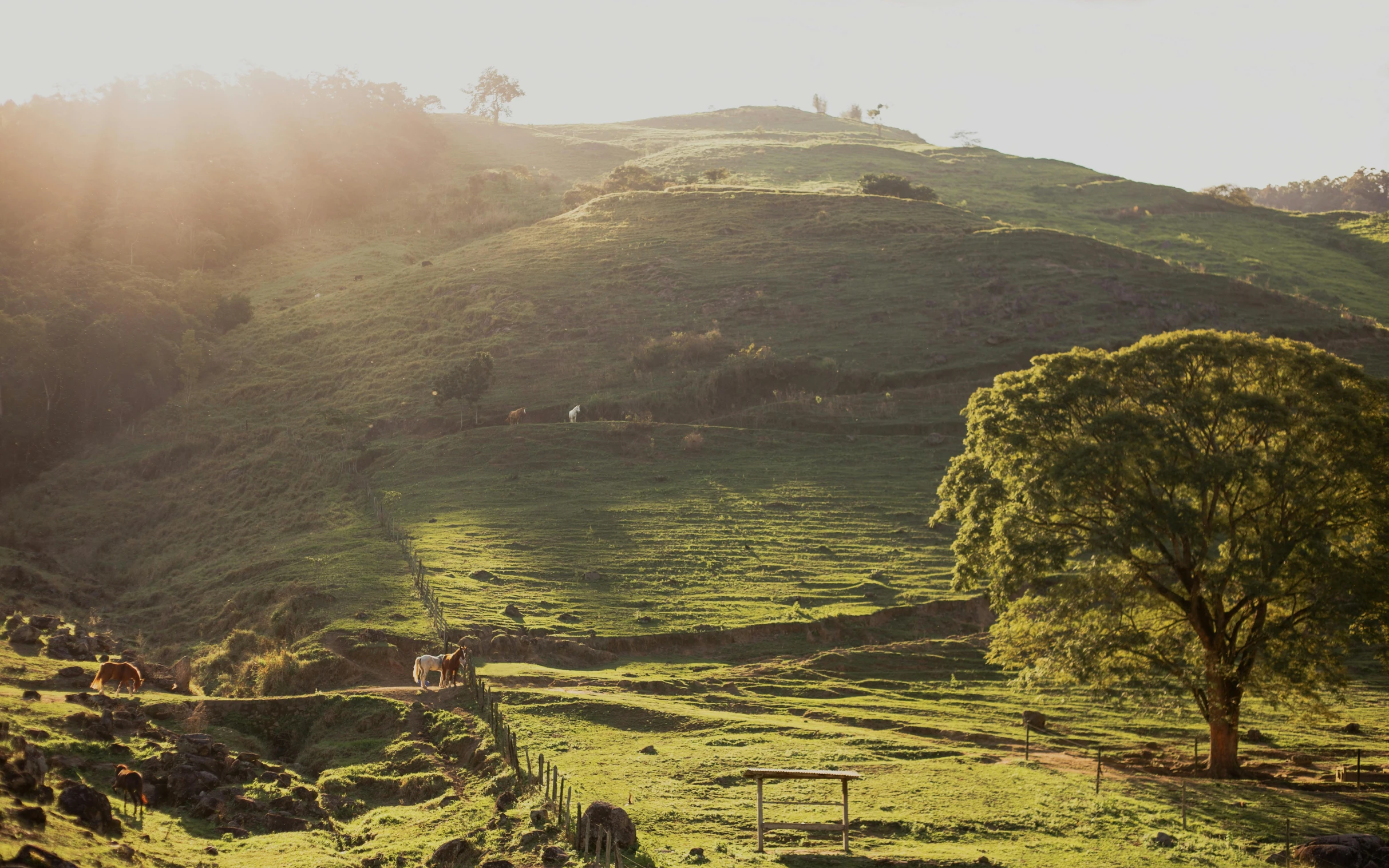 a herd of cattle grazing on a lush green hillside, a picture, unsplash contest winner, hurufiyya, late afternoon light, chilean, wide view of a farm, vintage glow