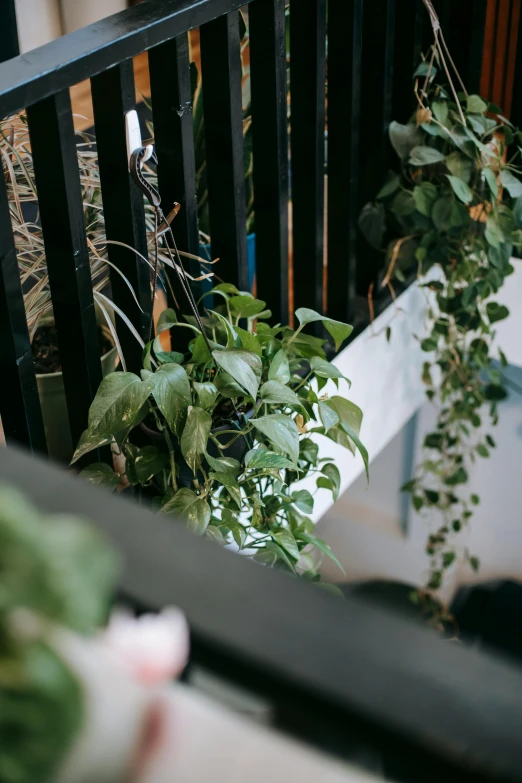 a cat sitting on a balcony next to a potted plant, by Niko Henrichon, trending on unsplash, modernism, verdant plant wall, high view, flowing tendrils, overgrown with orchids