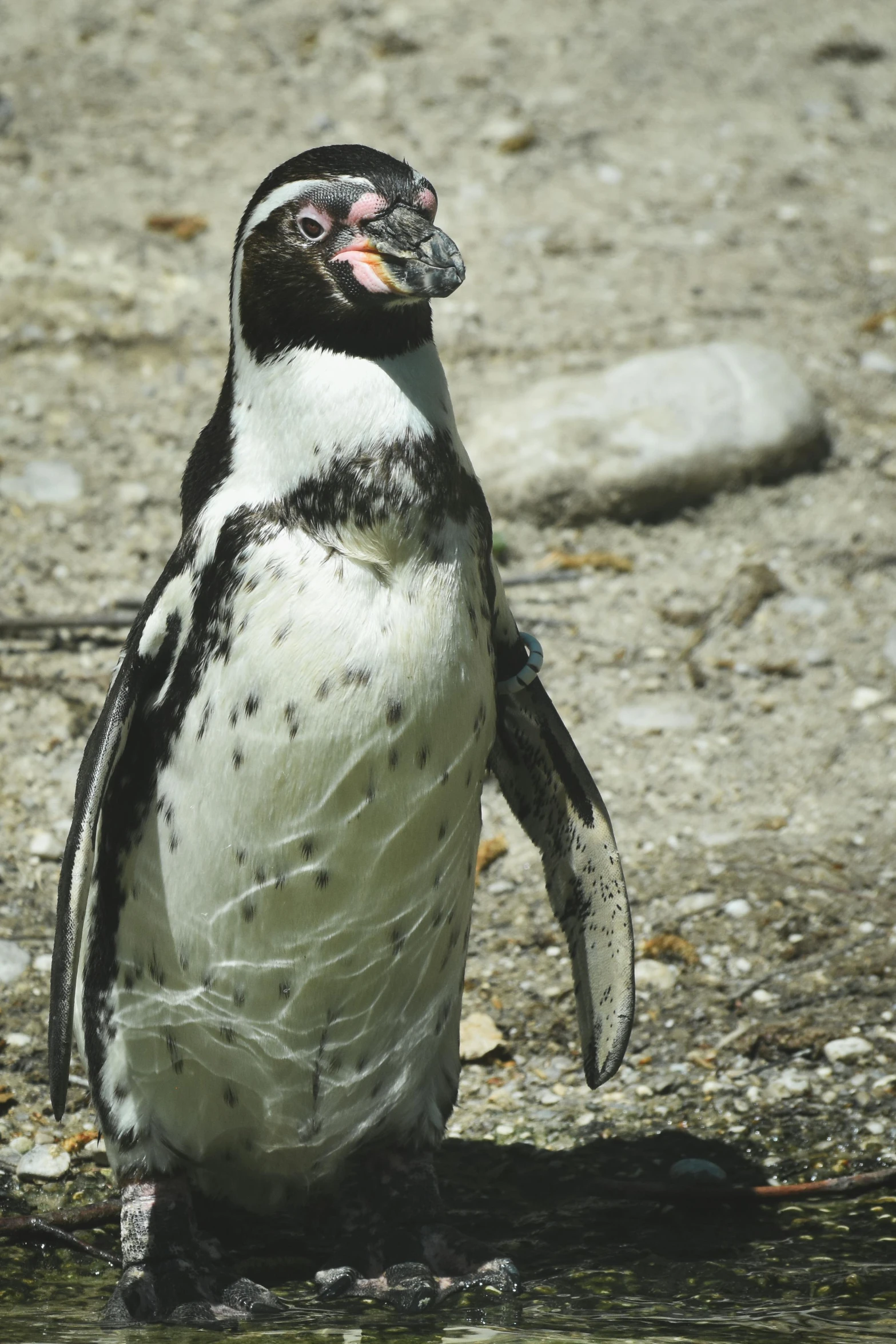 a penguin standing next to a body of water, happening, winking at the camera, in the zoo exhibit, cape, white with black spots