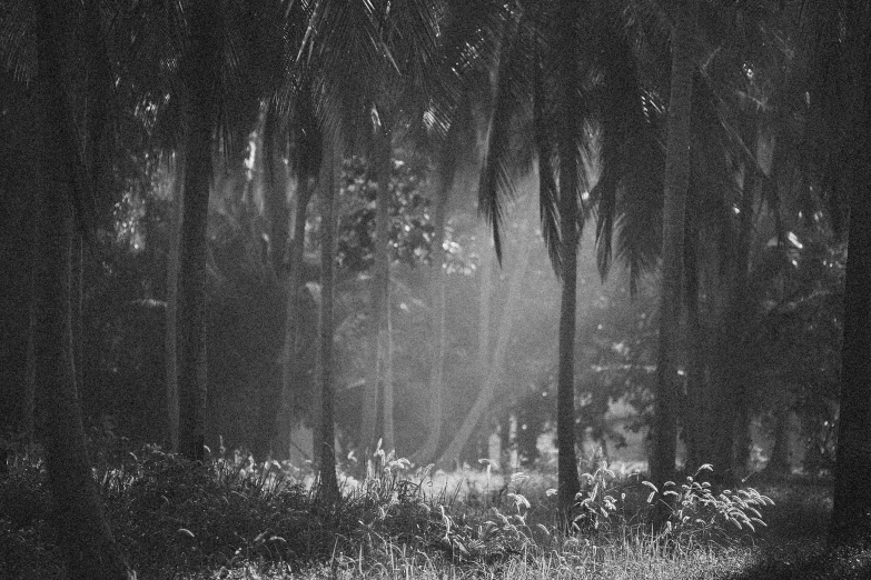 a black and white photo of a forest, a black and white photo, inspired by Max Dupain, sumatraism, blessing palms, hazy sun and mystical, thailand, summer morning light