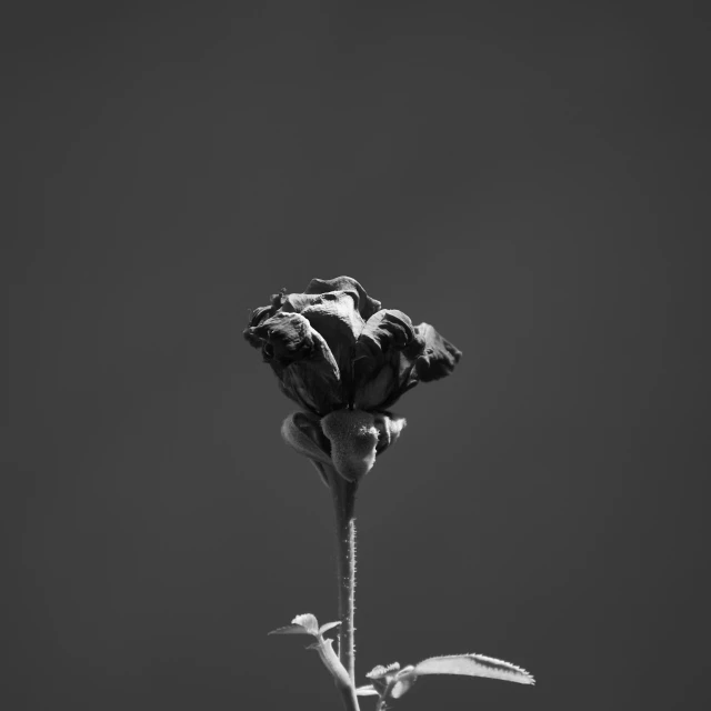 a black and white photo of a flower, by Jan Rustem, unsplash, postminimalism, black rose, 15081959 21121991 01012000 4k, black main color, black sky