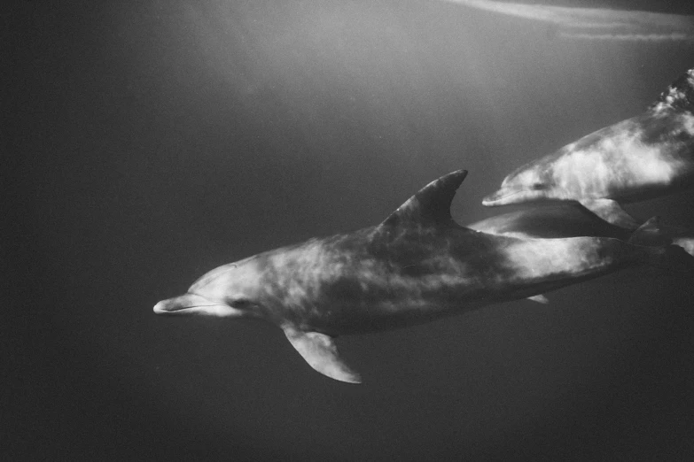 a couple of dolphins swimming next to each other, a black and white photo, by Matija Jama, high quality upload, 🦩🪐🐞👩🏻🦳, dreamy atmospheric, my little everything