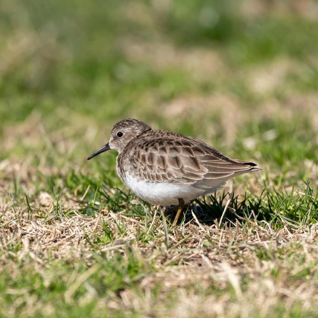 a bird that is standing in the grass, crystal ruff, on ground, iu, full res