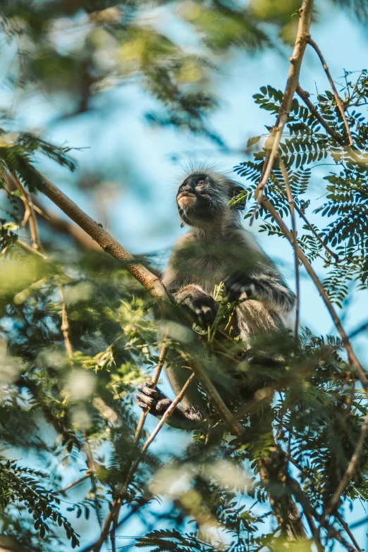 a monkey sitting on top of a tree branch, lush surroundings, acacia trees, unmistakably kenyan, slide show