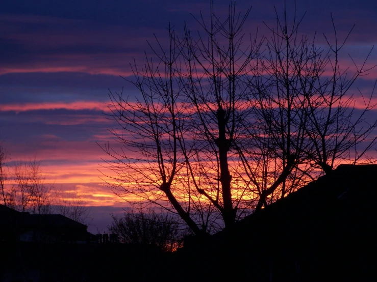 a tree with no leaves in front of a sunset, by Andrew Allan, pexels contest winner, shot from roofline, fire from sky, tall purple and pink trees, detailed silhouette