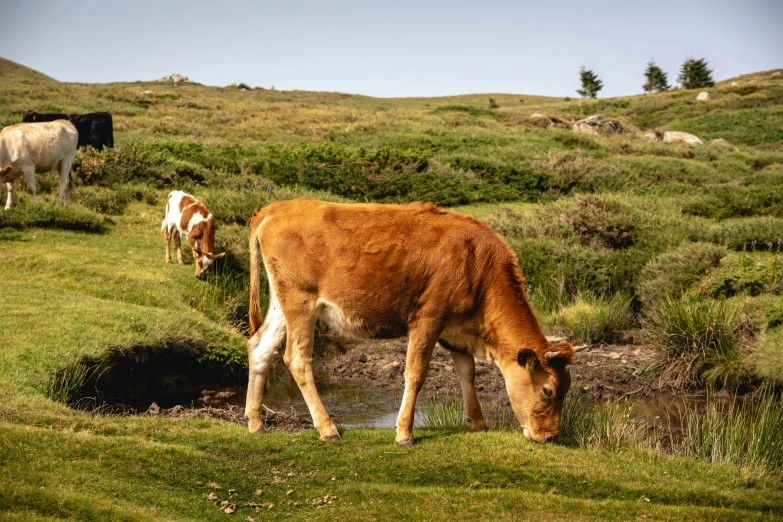 a couple of cows that are standing in the grass, by Daniel Seghers, pexels contest winner, 2 5 6 x 2 5 6 pixels, in the hillside, brown, milk