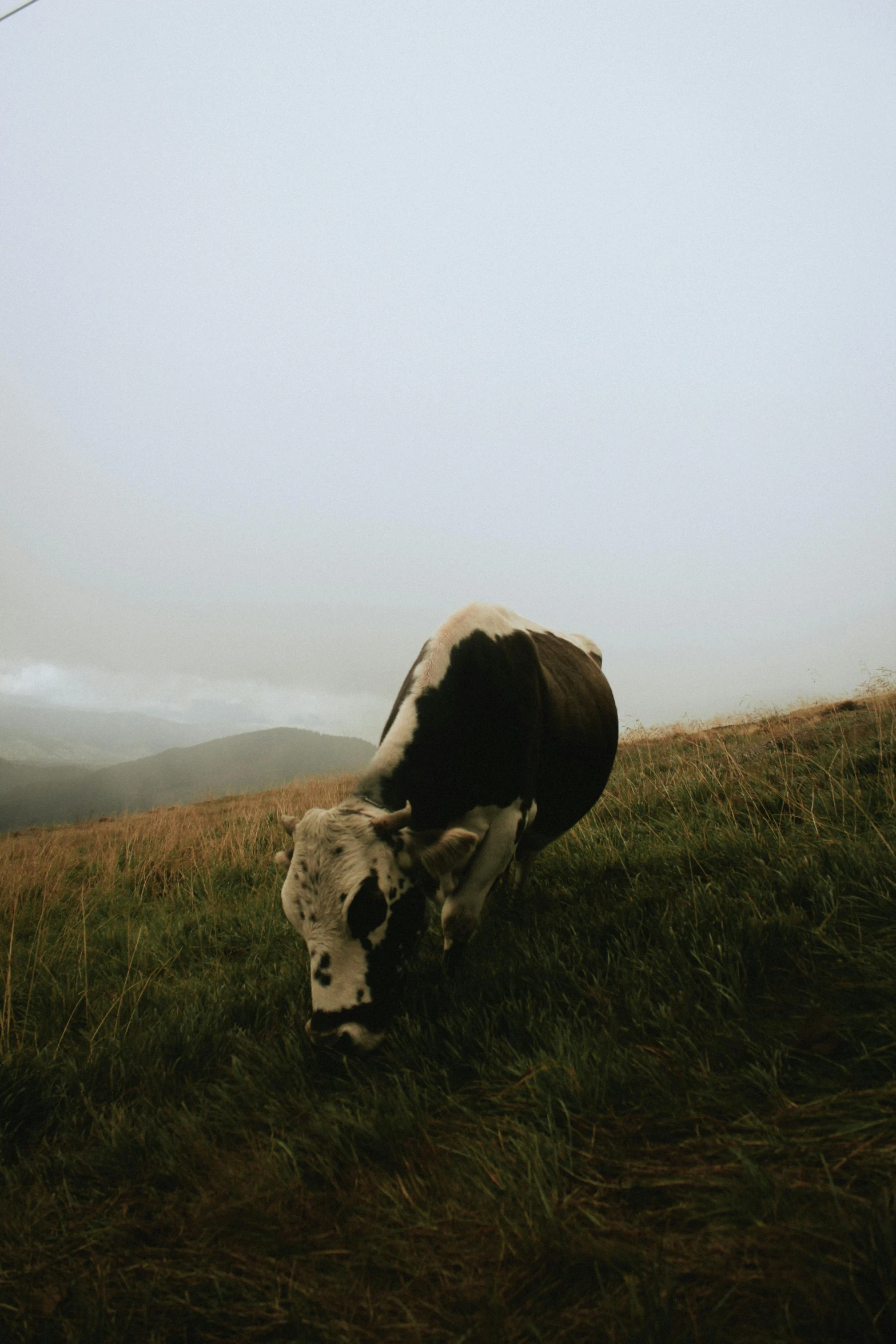 a cow standing on top of a grass covered hillside, an album cover, unsplash contest winner, romanticism, overcast dawn, trending on vsco, licking out, carpathian mountains