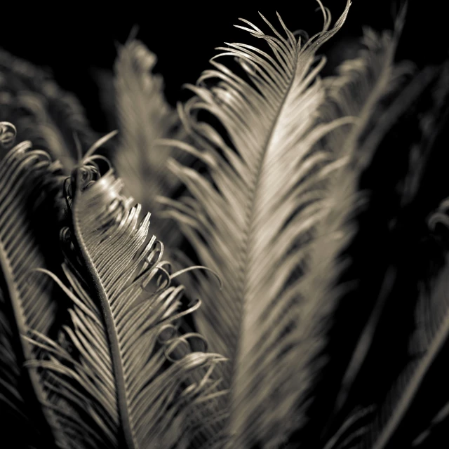 a black and white photo of a plant, a macro photograph, by Adam Chmielowski, baroque, tropical bird feathers, dark and beige atmosphere, kris kuksi, taken in the late 2000s