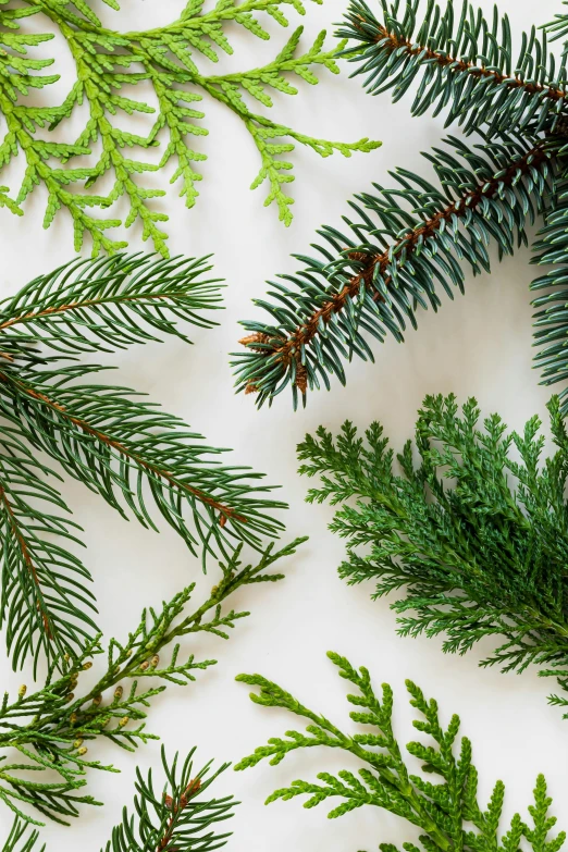 a close up of evergreen branches on a white surface, inspired by Patrick Dougherty, various styles, sustainable materials, fan favorite, mix