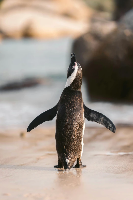 a penguin standing on top of a sandy beach, facing the camera