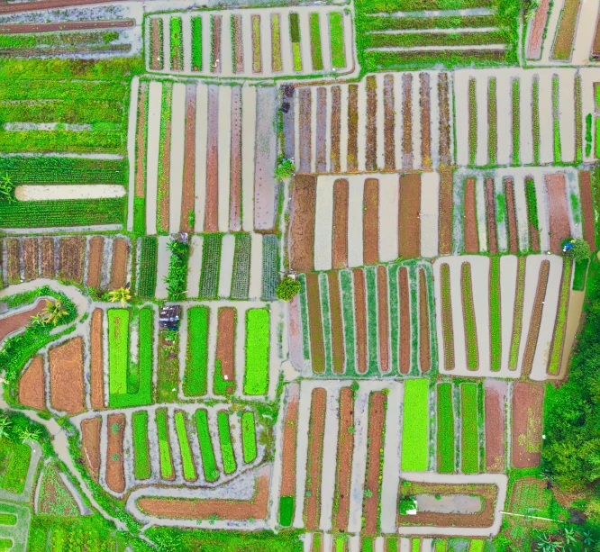 an aerial view of a field of crops, a digital rendering, by Dan Content, pexels, color field, bali, square lines, vertical orientation, vibrant greenery