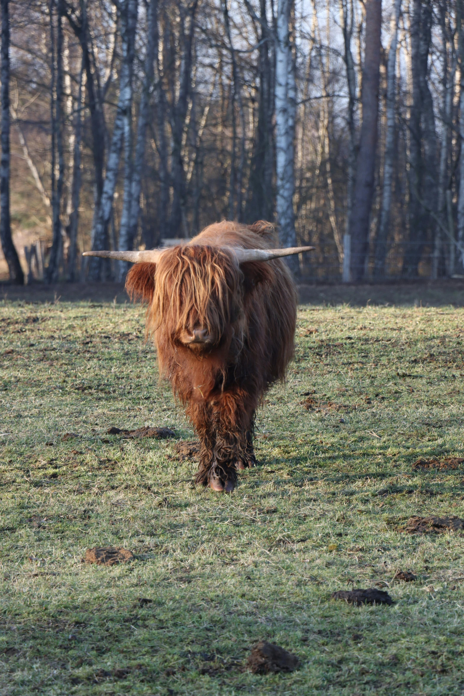 a brown cow standing on top of a grass covered field, his hair is messy and unkempt, february), trending photo, scottish style