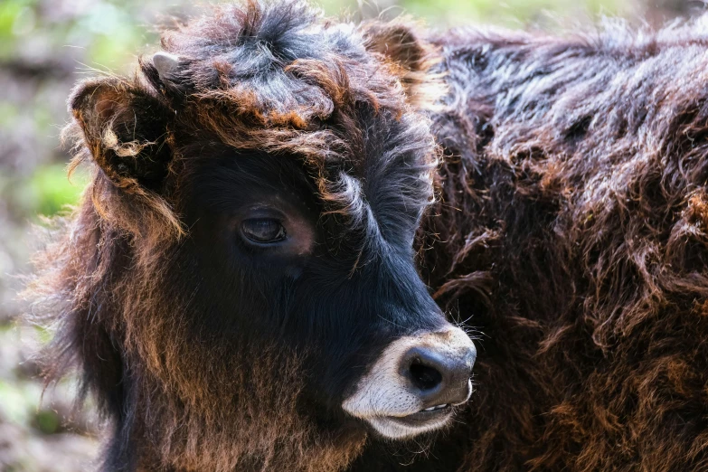 a close up of a cow with long hair, by Jan Tengnagel, pexels contest winner, black curly hair, calf, high quality photo, an ancient