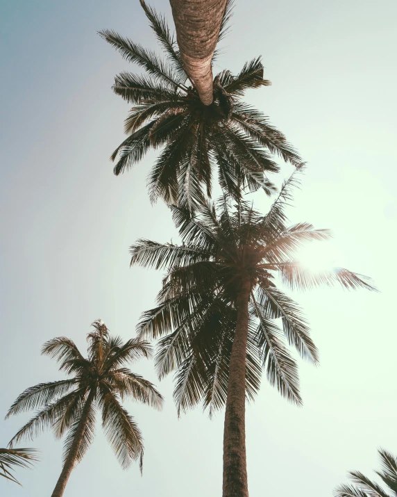 a group of palm trees against a blue sky, pexels contest winner, instagram story, coconuts, ((trees))