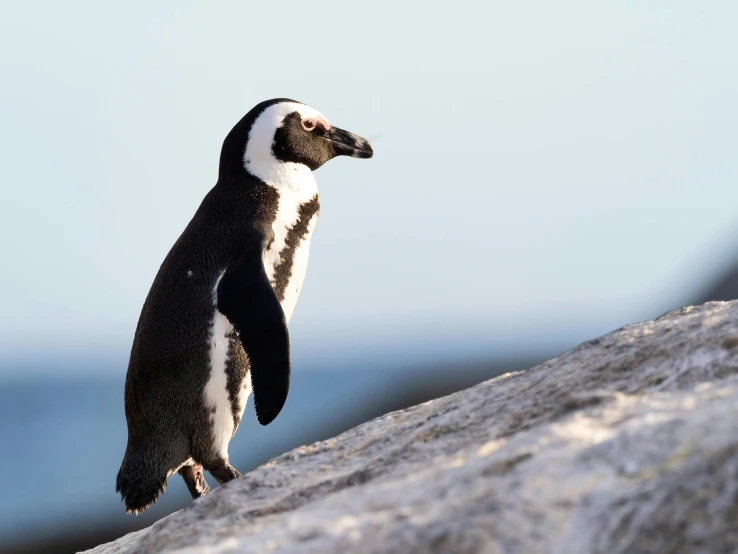 a penguin standing on top of a rock next to the ocean, black sokkel, 2019 trending photo, soft skin, highly ornate