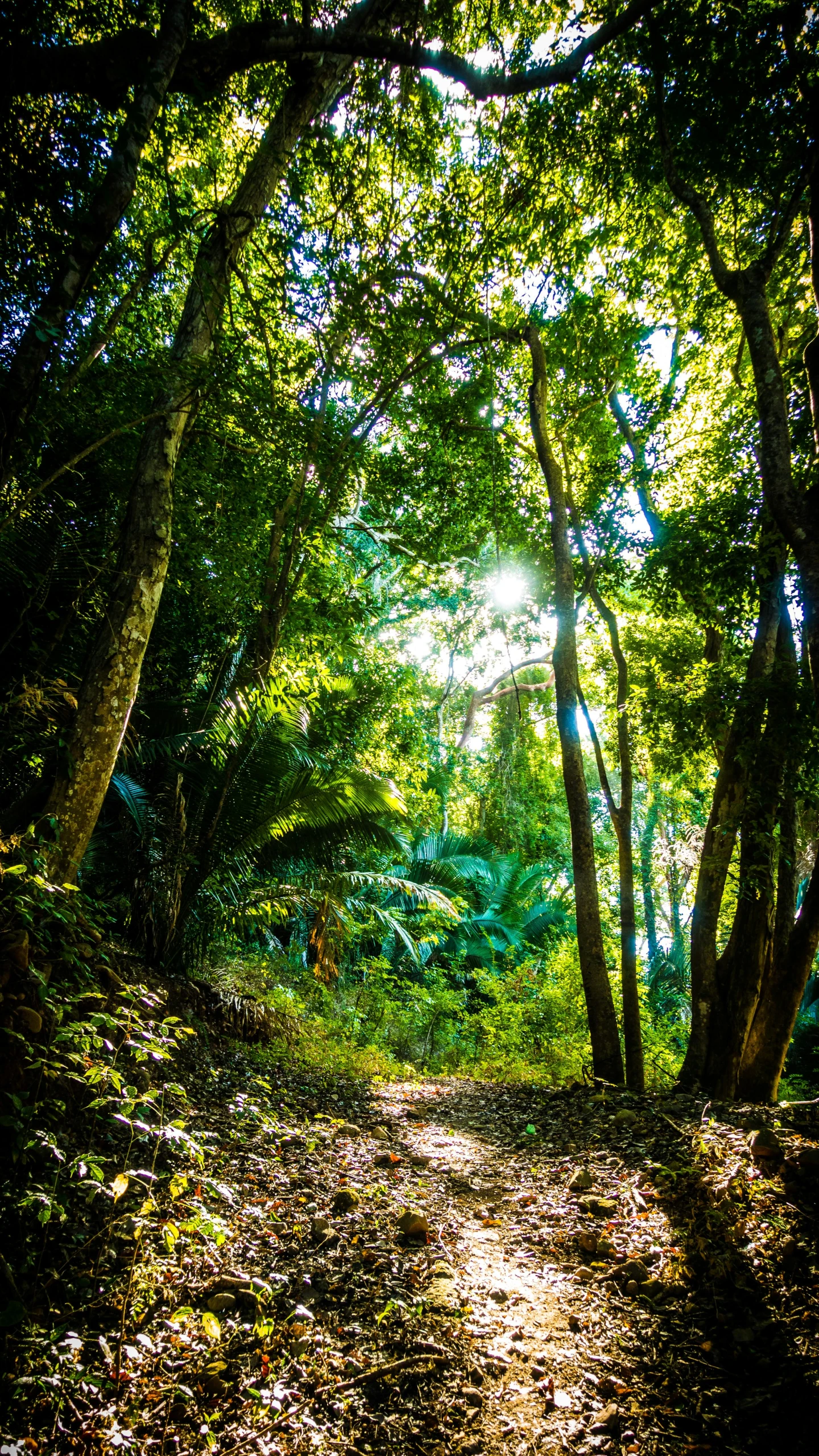 the sun shines through the trees in the forest, sumatraism, reunion island landscape, post processed, jungle, (((forest)))