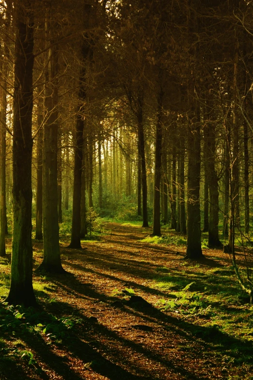 the sun shines through the trees in a forest, by Ian Fairweather, sparse pine forest long shadows, lush fairy forest, ((forest))