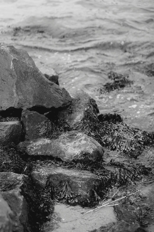 a black and white photo of rocks in the water, a black and white photo, inspired by Vija Celmins, detail shot, about to step on you, monster ashore, oil spill