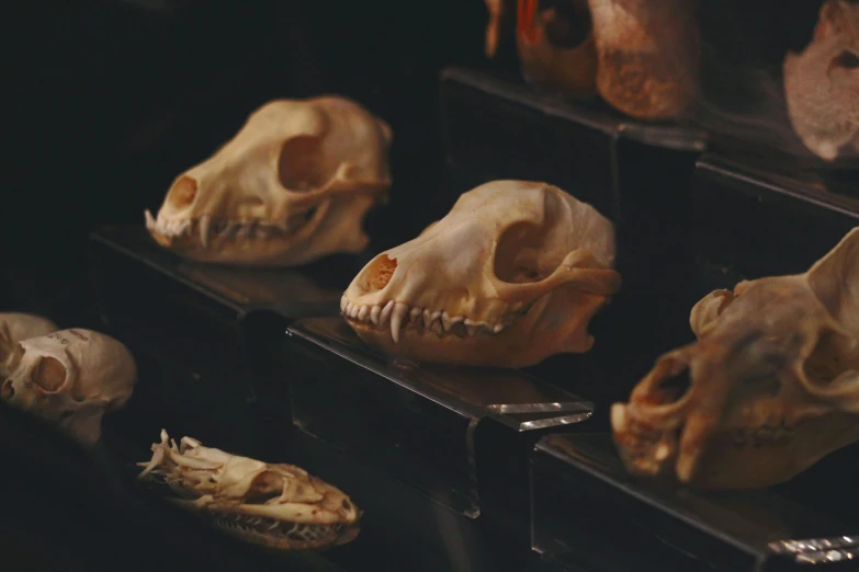 a bunch of skulls that are on a shelf, by Elsa Bleda, unsplash, sabertooth cat, animal nose, shot from cinematic, thylacine