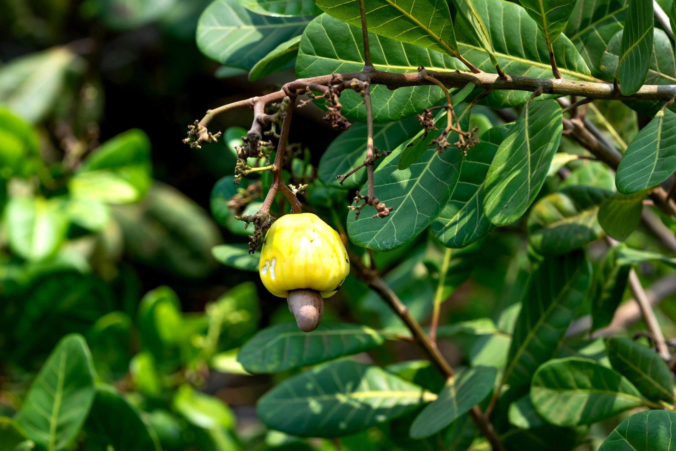 a close up of a fruit on a tree, hurufiyya, yellow and greens, thumbnail, gorecore, f / 1