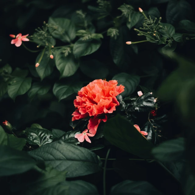 a red flower surrounded by green leaves, inspired by Elsa Bleda, pexels contest winner, trending on vsco, dark neon colored rainforest, pink orange flowers, shot on sony alpha dslr-a300