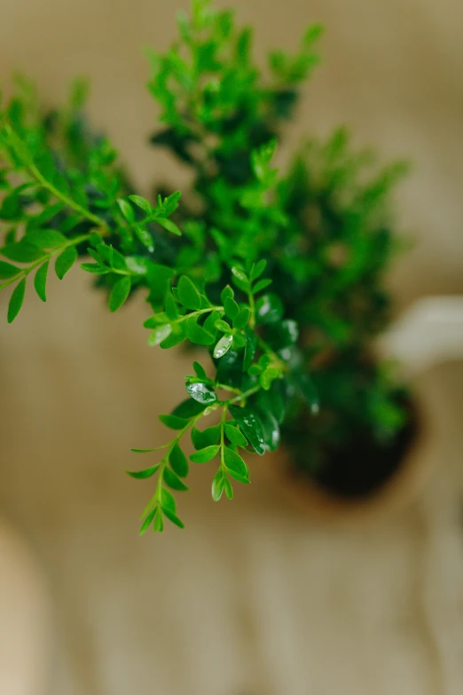 a potted plant sitting on top of a wooden table, a macro photograph, trending on pexels, arabesque, made of glazed, nothofagus, full frame image, hanging